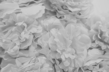 Beautiful abstract color brown and white flowers on white background and light black flower frame and brown leaves texture, black background, white banner happy valentine