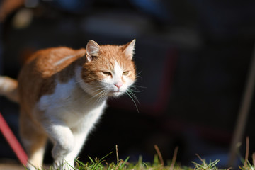 Walking cat on grass in summer