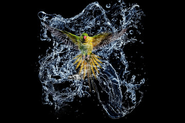 Flying bird. Water effect. Black background. 