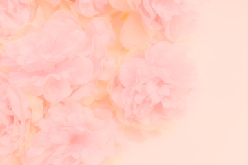 Beautiful abstract color orange purple and pink flowers on white background and white flower frame and pink leaves texture, light pink background, colorful banner happy valentine