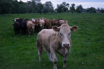 Group of brown cows in a farm field with a single cow in front