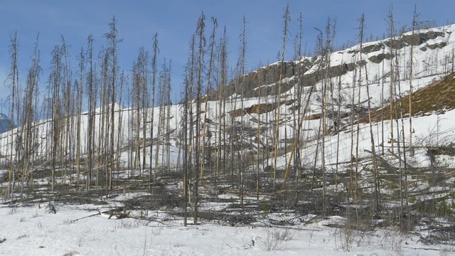 Pine woods of famous Jasper National Park slowly recover after being destroyed in a wildland fire. Terrifying view of a charred forest after a devastating wildfire in the snowy Canadian Rockies.