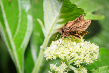 Brown skipper butterfly (Hesperiidae) sitting resting on a green leaf, Ishasha, Uganda, Africa