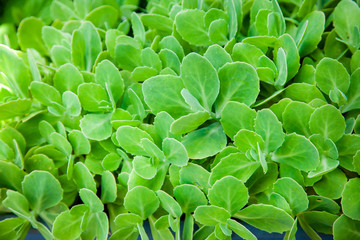 young sedum telephium plant