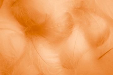 Beautiful abstract colorful yellow brown and white feathers on white background and soft white orange feather texture on white pattern and brown texture, orange background