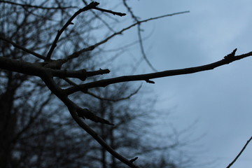 Naklejka premium branches of a tree against blue sky