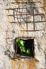 Old damaged and weathered concrete wall with iron rods.