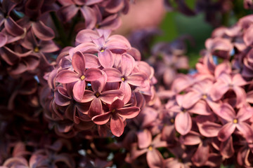Lilac shrub in full bloom. Spring flower in home garden. 