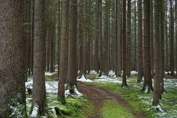 Obraz premium path in the forest
