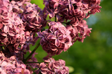 Lilac shrub in full bloom. Spring flower in home garden. 