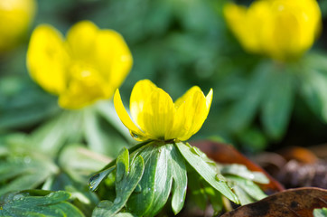 Eranthis hyemalis, flowering plant from family Ranunculaceae