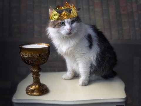Staged photo with a cat in a royal crown and a cup with milk
