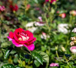 Fototapeta premium varietal red rose in the garden close-up in the sunlight with beautiful green bokeh, place for text