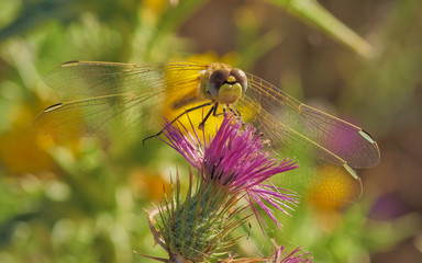 Yellow dragonfly in front position perched on thistle.