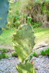 Beautiful cactus in a pot in a garden