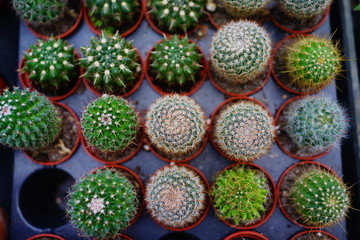 Beautiful cactus in a pot in a garden