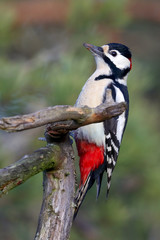 great spotted woodpecker