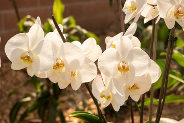 White orchids with blurred background. White orchids on the stalk