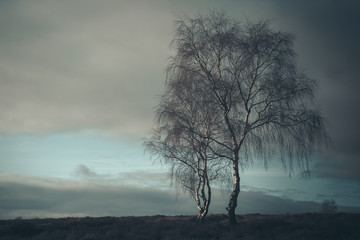 Fototapeta Dramatic moody shot of a lone Silverbirch tree against a cloudy sky obraz