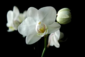 Fotobehang witte orchidee op zwarte achtergrond © Denise