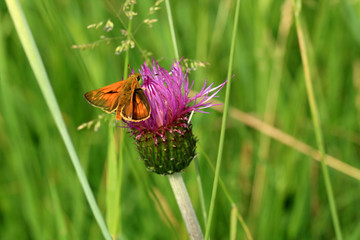 A butterfly perched on a thistle flower and drinking nectar