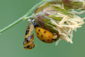 Marienkäfer Coccinellidae