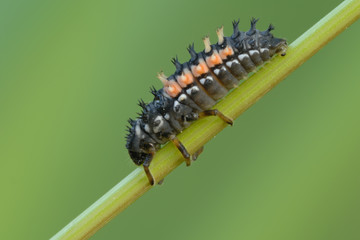 Marienkäfer Coccinellidae