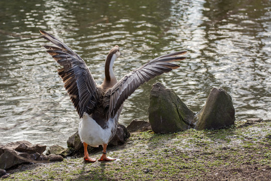 Bird 341