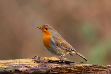 Robin in the garden