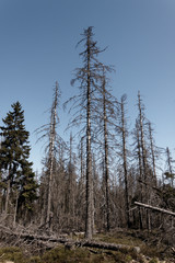 Abgestorbene Fichten