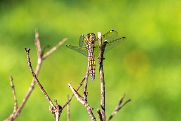 Banded groundling dragonfly (Brachythemis leucosticta) resting on a branch twig, Entebbe, Uganda, East Africa