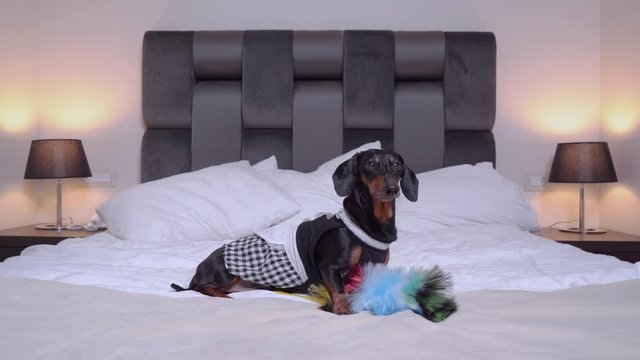 A cute Dachshund dog, black and tan, dressed in a maid costume, holds a pipidaster, lies on a large bed, looking from side to side, barking and running away and barks. Room service at the hotel.