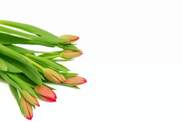 Bunch of red tulips isolated, white background