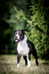 American staffordshire terrier dog posing outside.	