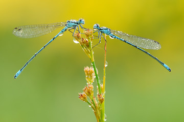 Azurjungfer Coenagrion sp