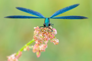 Blauflügel-Prachtlibelle Calopteryx virgo © Dirk