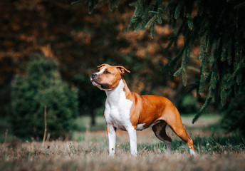 American staffordshire terrier dog posing outside.	