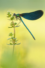 Blauflügel-Prachtlibelle Calopteryx virgo