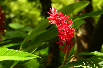 red flower in garden