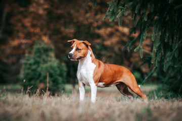 Naklejka na ściany i meble American staffordshire terrier dog posing outside.