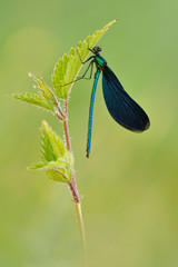 Blauflügel-Prachtlibelle Calopteryx virgo
