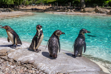 Humboldt penguins, Spheniscus humboldti, at the zoo