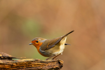 Robin in the garden