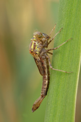 Frühe Adonisjungfer Pyrrhosoma nymphula