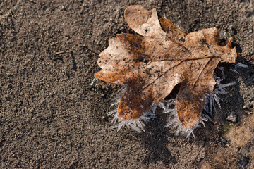 Szron w zimny, mroźny poranek. © boguslavus