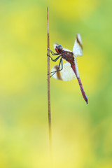 Gebänderte Heidelibelle Sympetrum pedemontanum