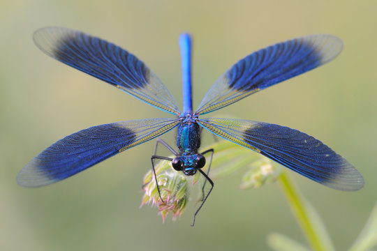 Geb&auml;nderte Prachtlibelle Calopteryx splendens