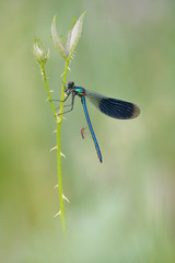 Gebänderte Prachtlibelle Calopteryx splendens