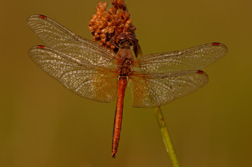 Gefleckte Heidelibelle Sympetrum-flaveolum