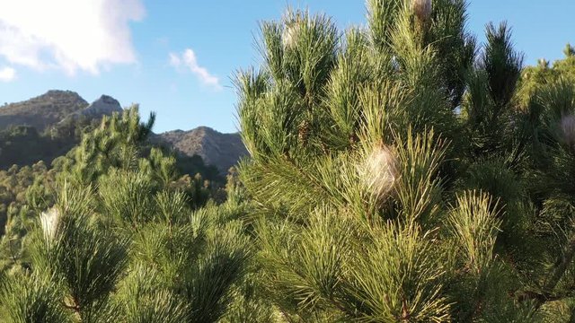 nido de la oruga procesionaria del pino